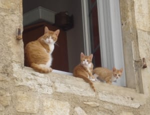 3 orange tabby cats thumbnail