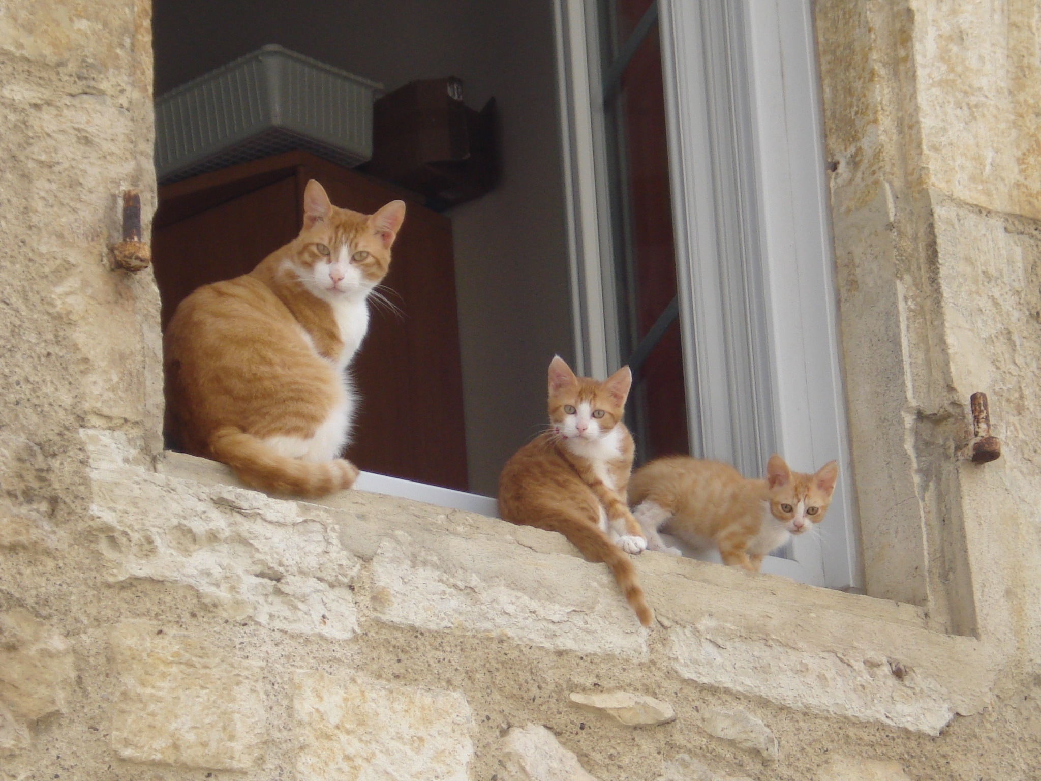 3 orange tabby cats