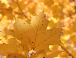 beige maple leaf thumbnail