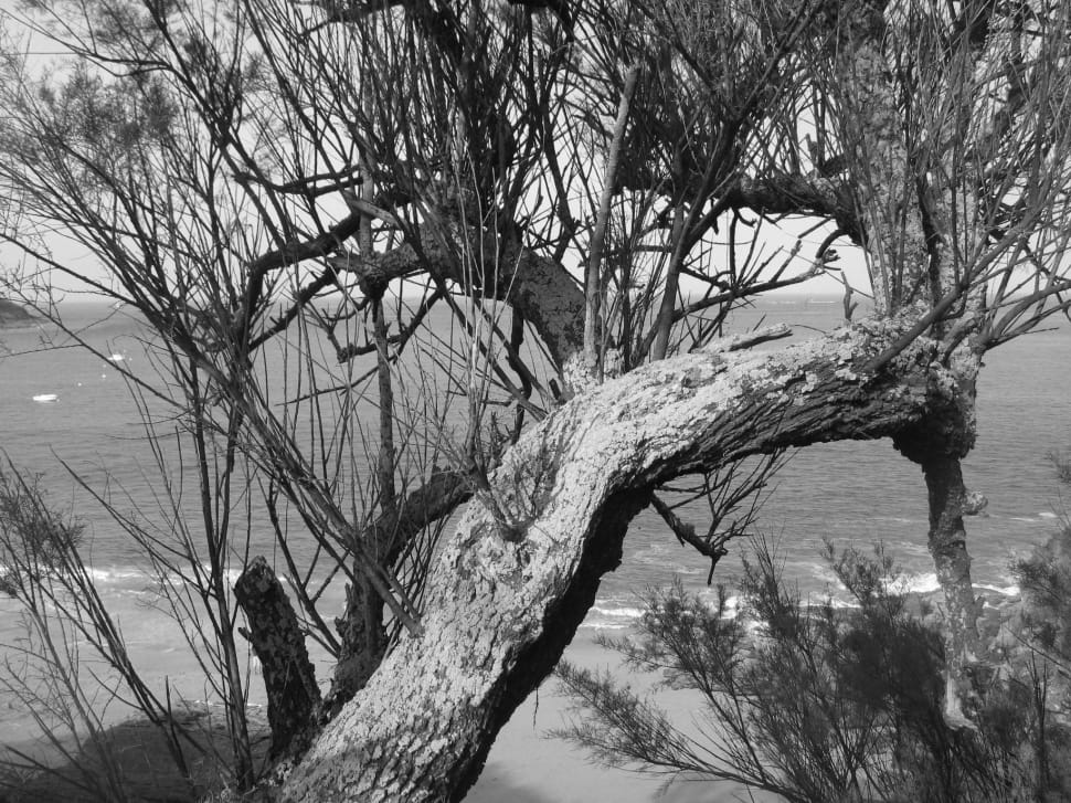 grayscale photo of tree branch near body of water preview