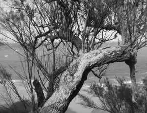 grayscale photo of tree branch near body of water thumbnail