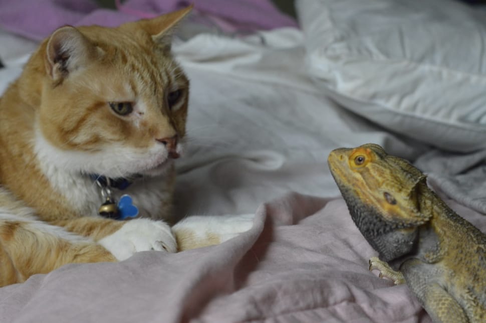orange tabby cat beside iguana preview