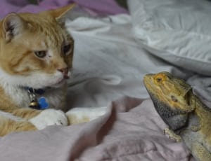 orange tabby cat beside iguana thumbnail