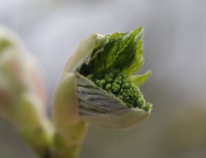 green flower bud in shallow focus lens thumbnail