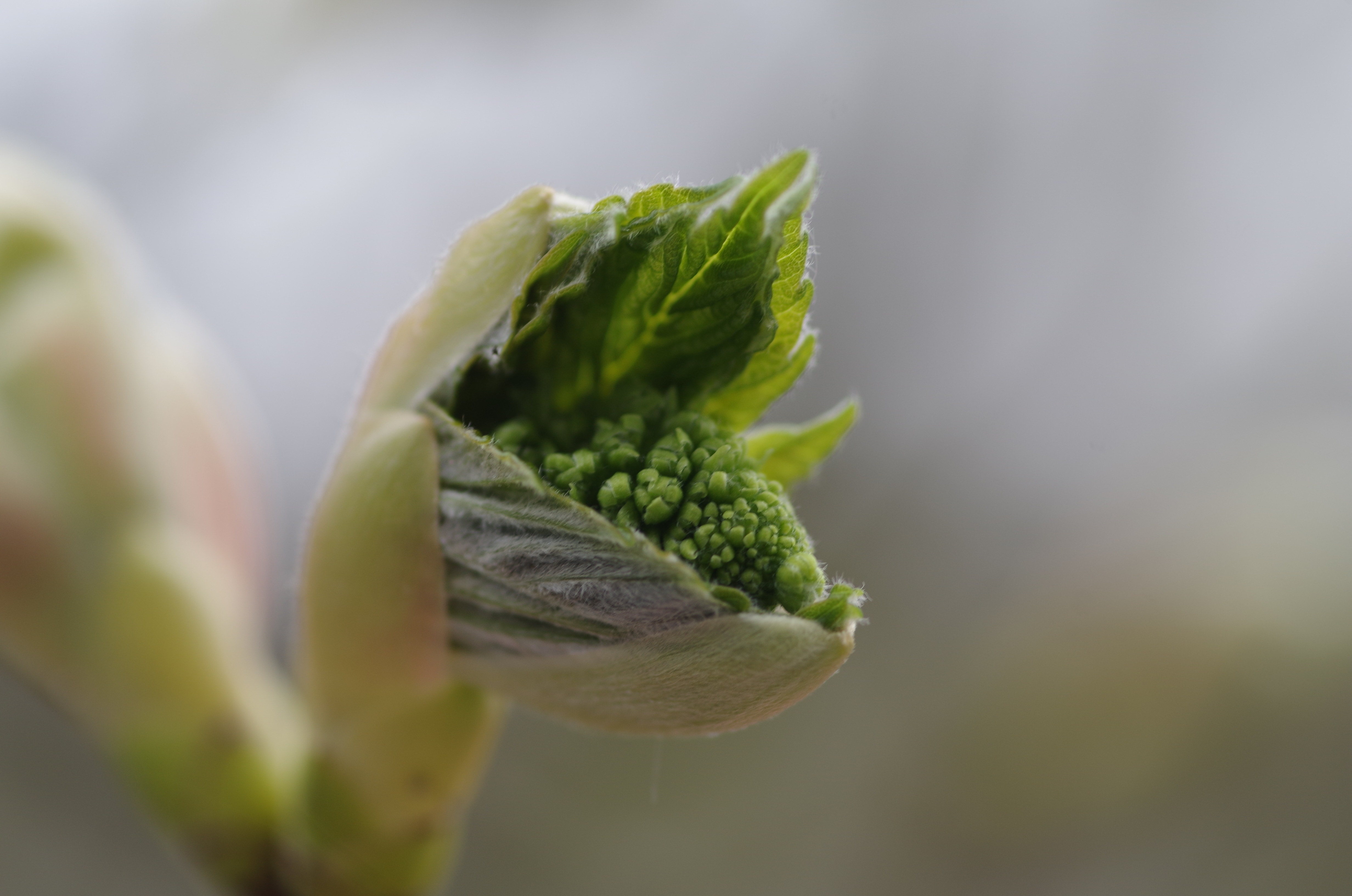 green flower bud in shallow focus lens