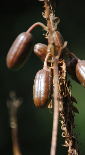 brown oblong fruits thumbnail