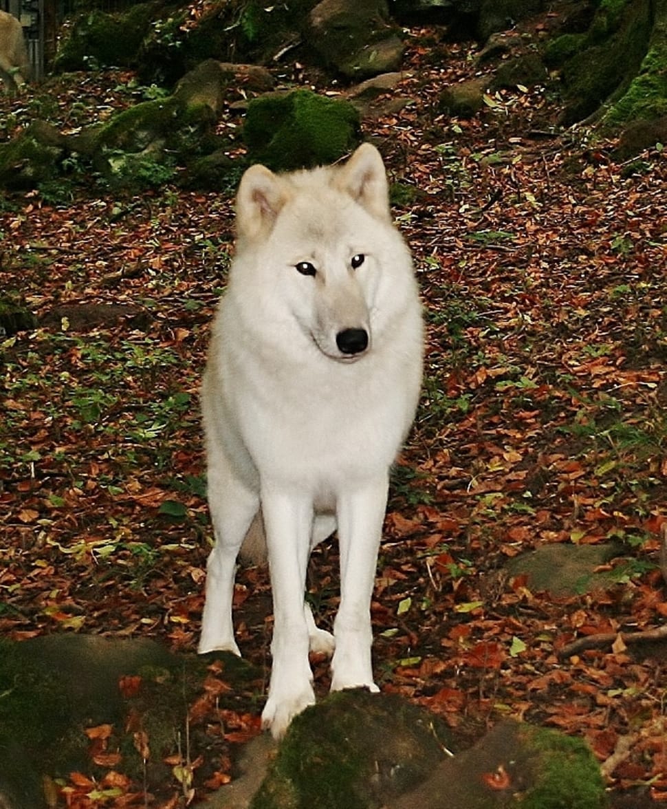 white wolf on brown dried leafs preview