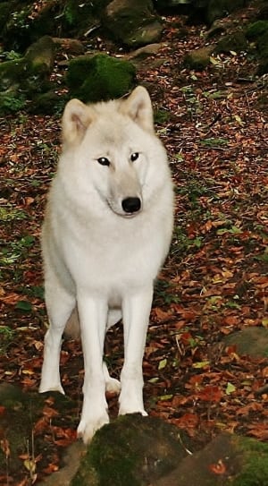 white wolf on brown dried leafs thumbnail