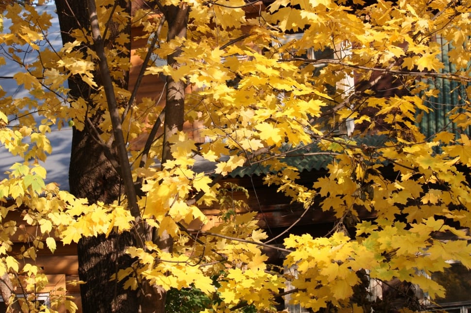 yellow leaf tree preview