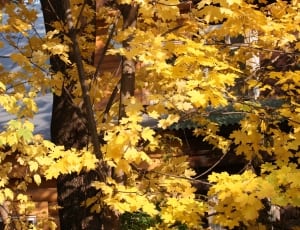 yellow leaf tree thumbnail