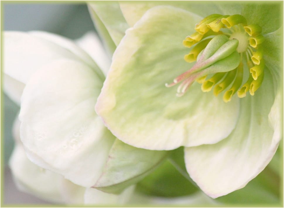 green-and-white flower closeup photography during daytime preview
