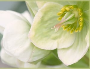 green-and-white flower closeup photography during daytime thumbnail