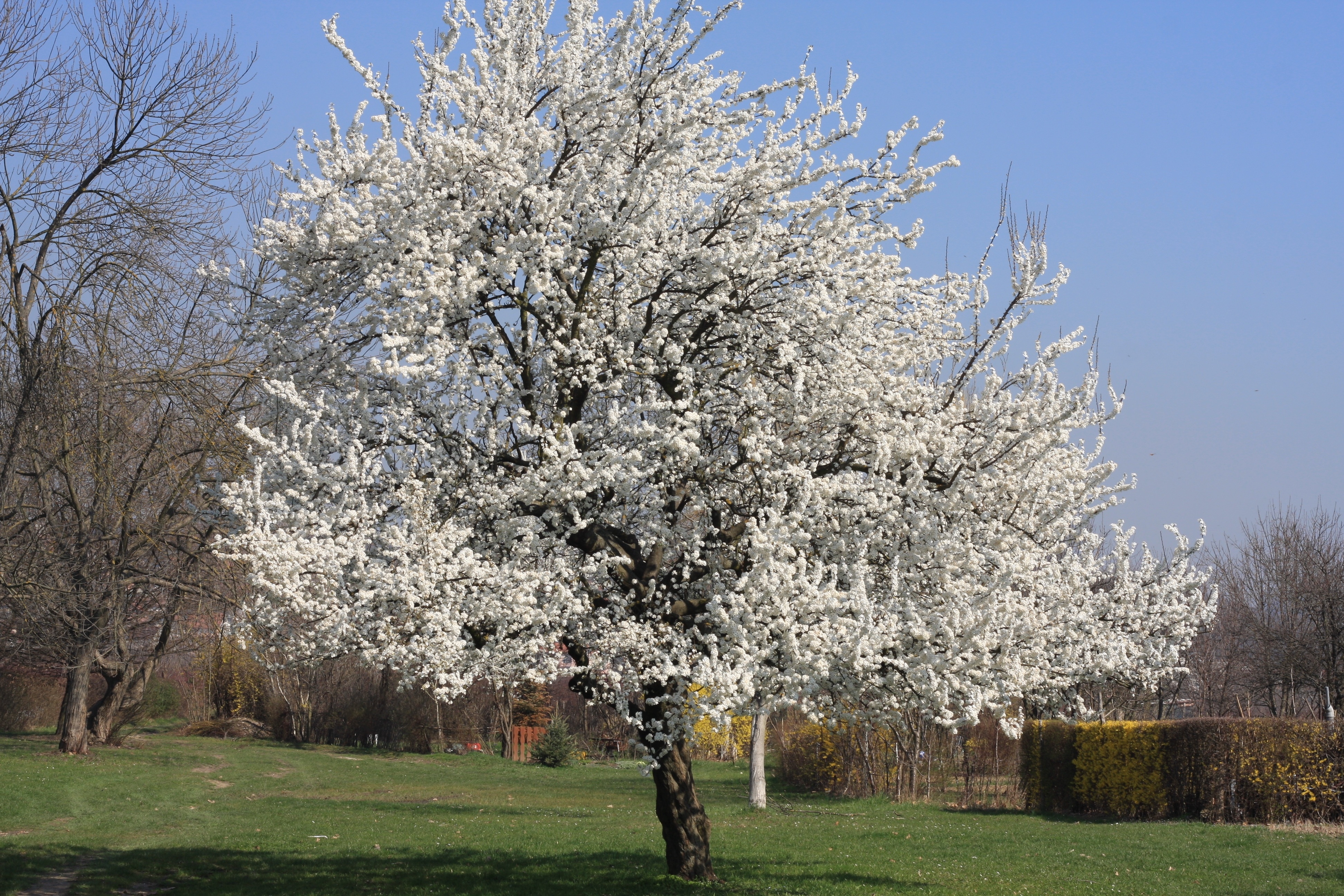 Какое дерево цветет белым. Вишня (Сакура) мелкопильчатая 'Shirotae'. Прунус Вайт. Prunus avium. Прунус белый.