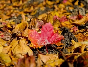 red maple leaf thumbnail