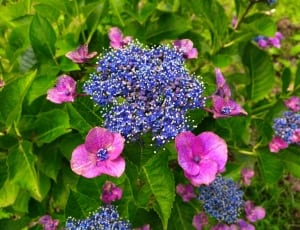 pink and purple petaled flowers lot thumbnail