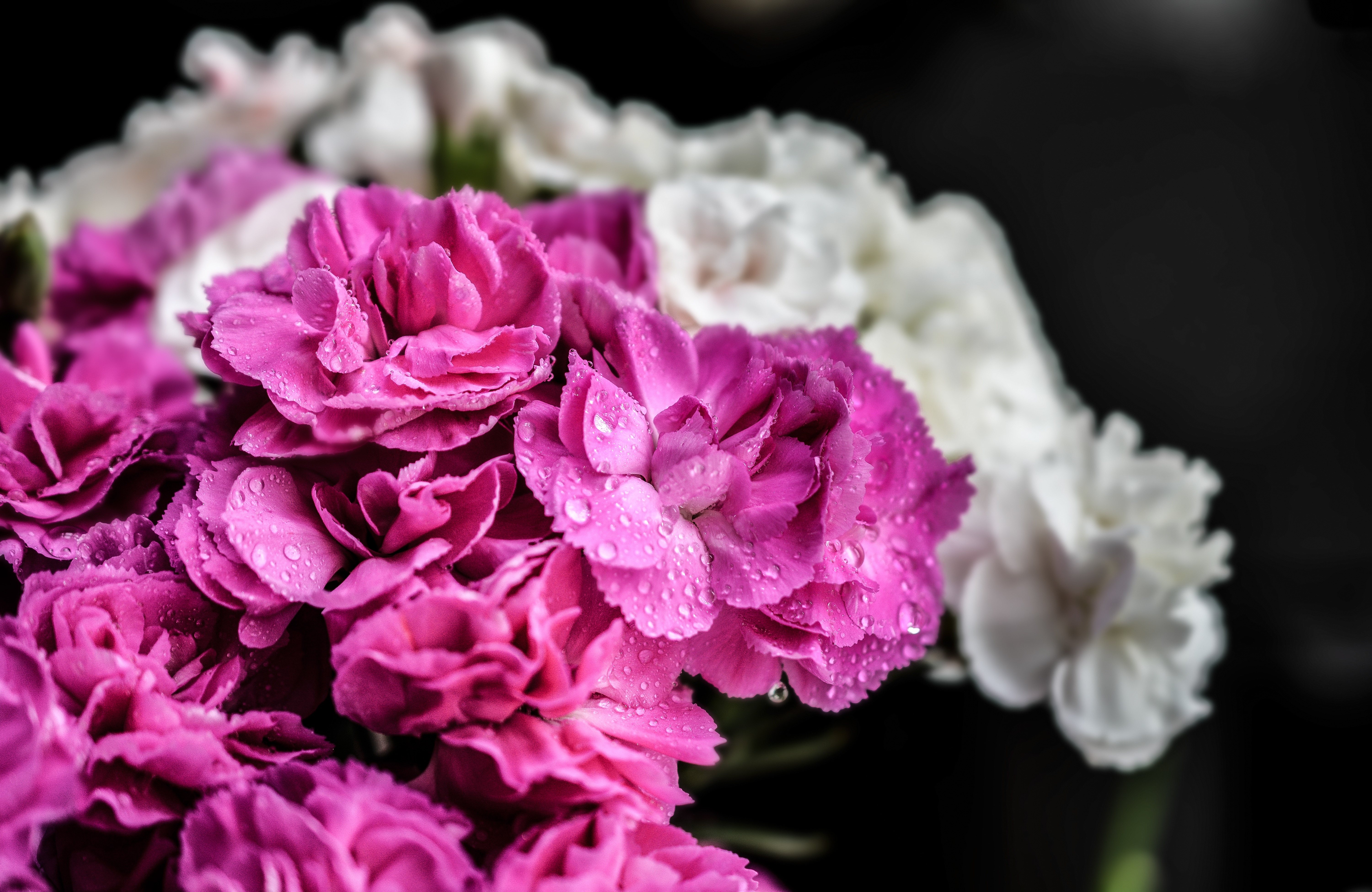 pink and white petaled flowers