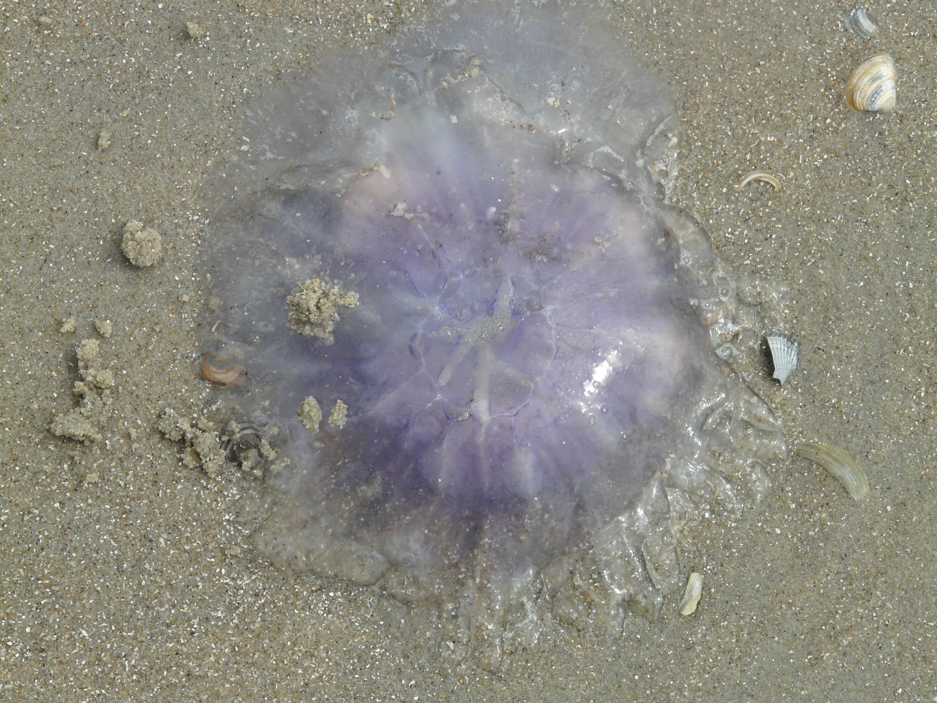 purple jellyfish