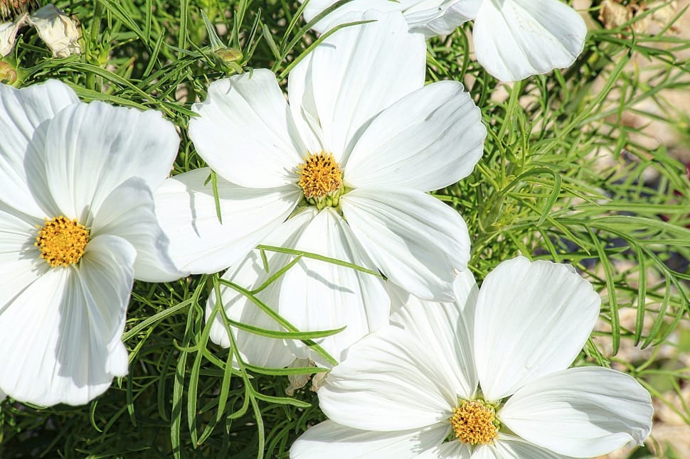white petaled flowers preview