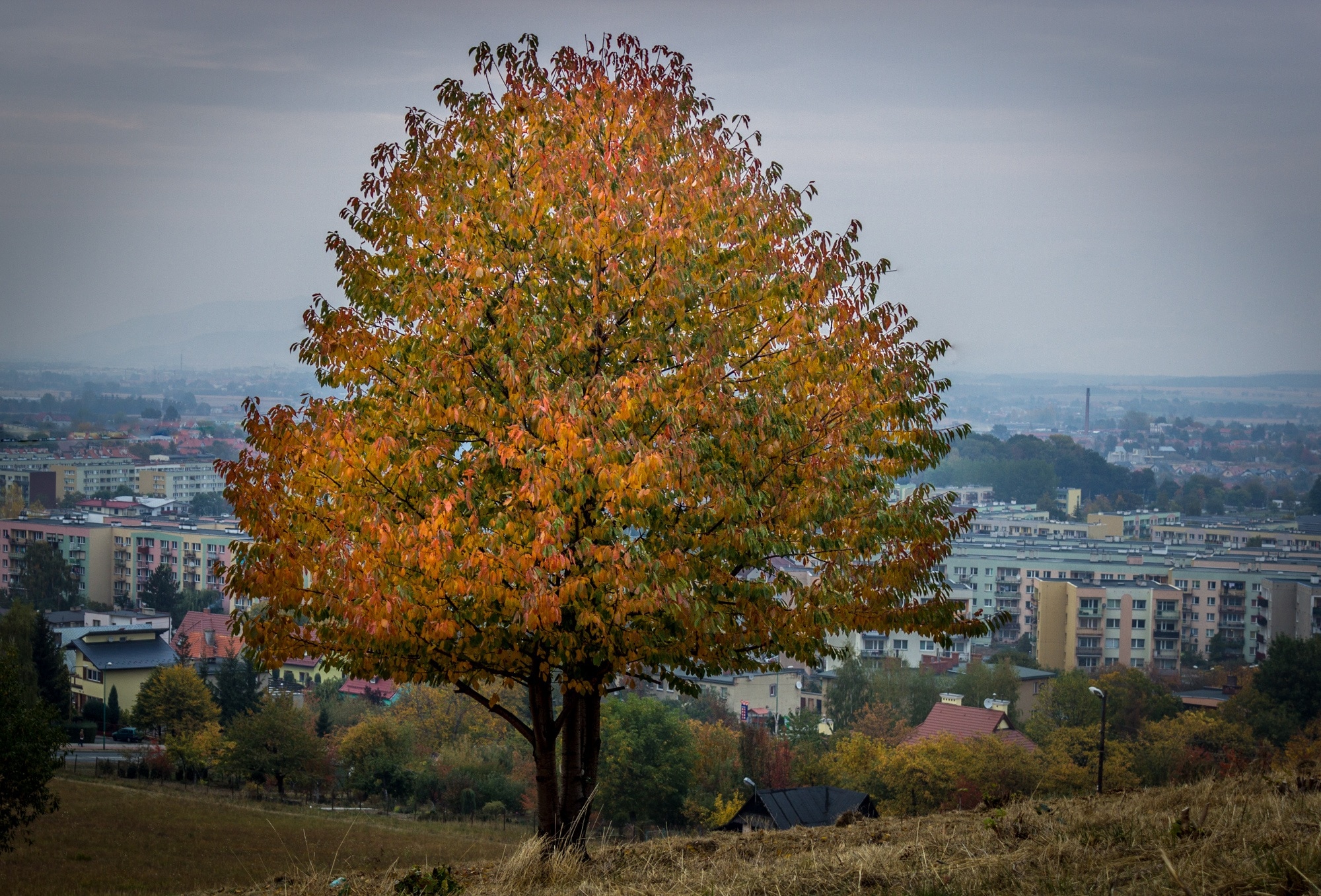 Каштан конский дерево осень