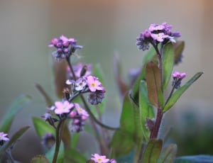 purple 5-petal flower thumbnail