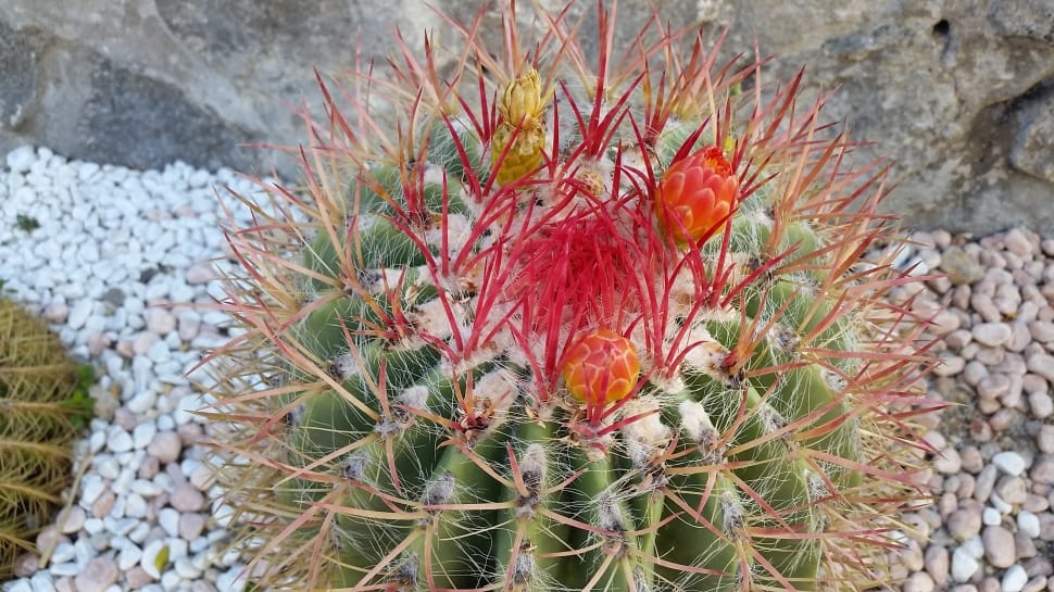 green and red cactus plant preview