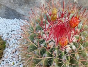 green and red cactus plant thumbnail