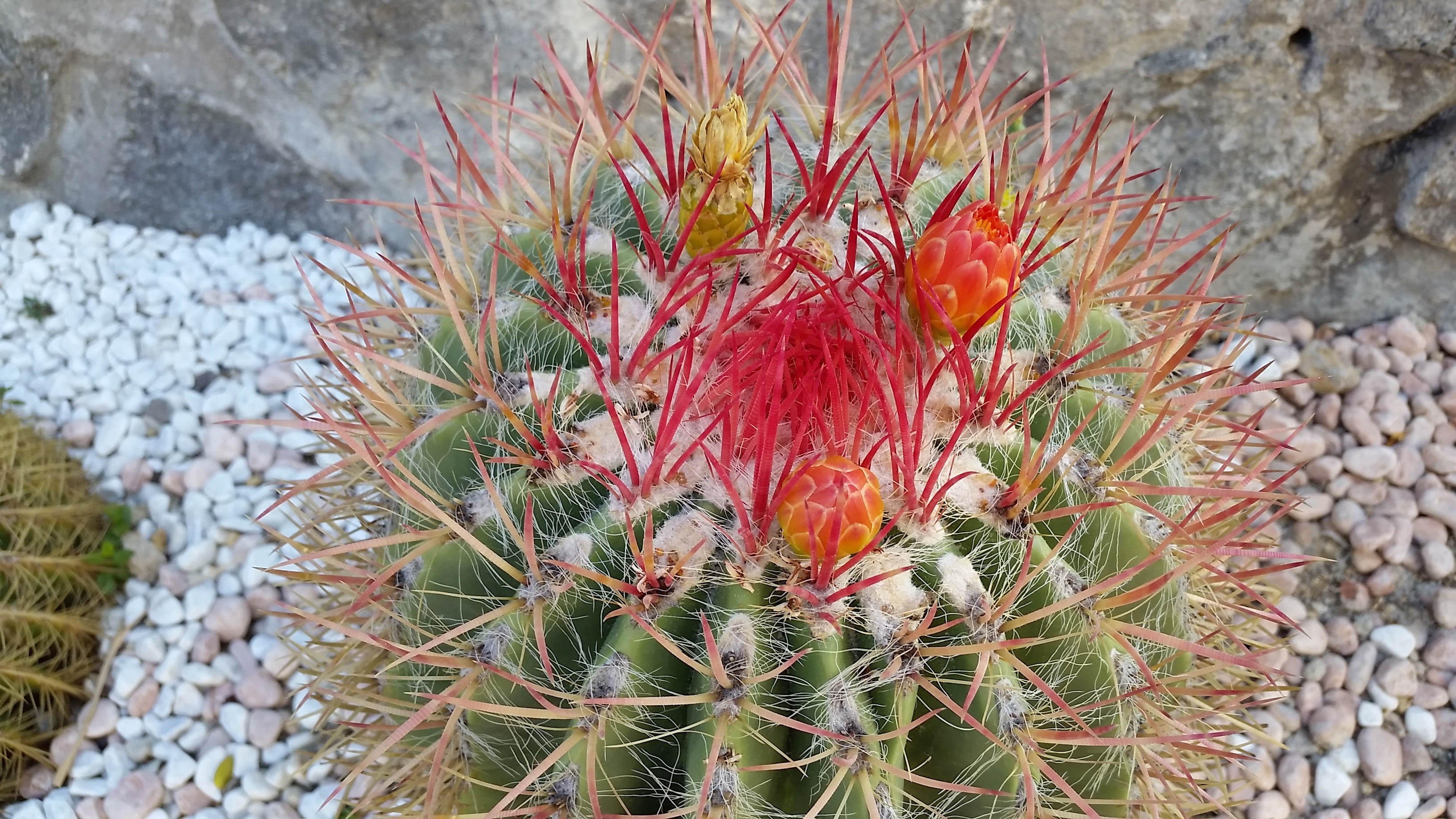 green and red cactus plant
