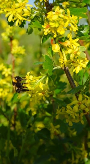 bee and yellow flowers thumbnail