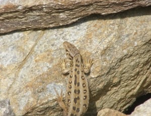 brown and beige lizard thumbnail