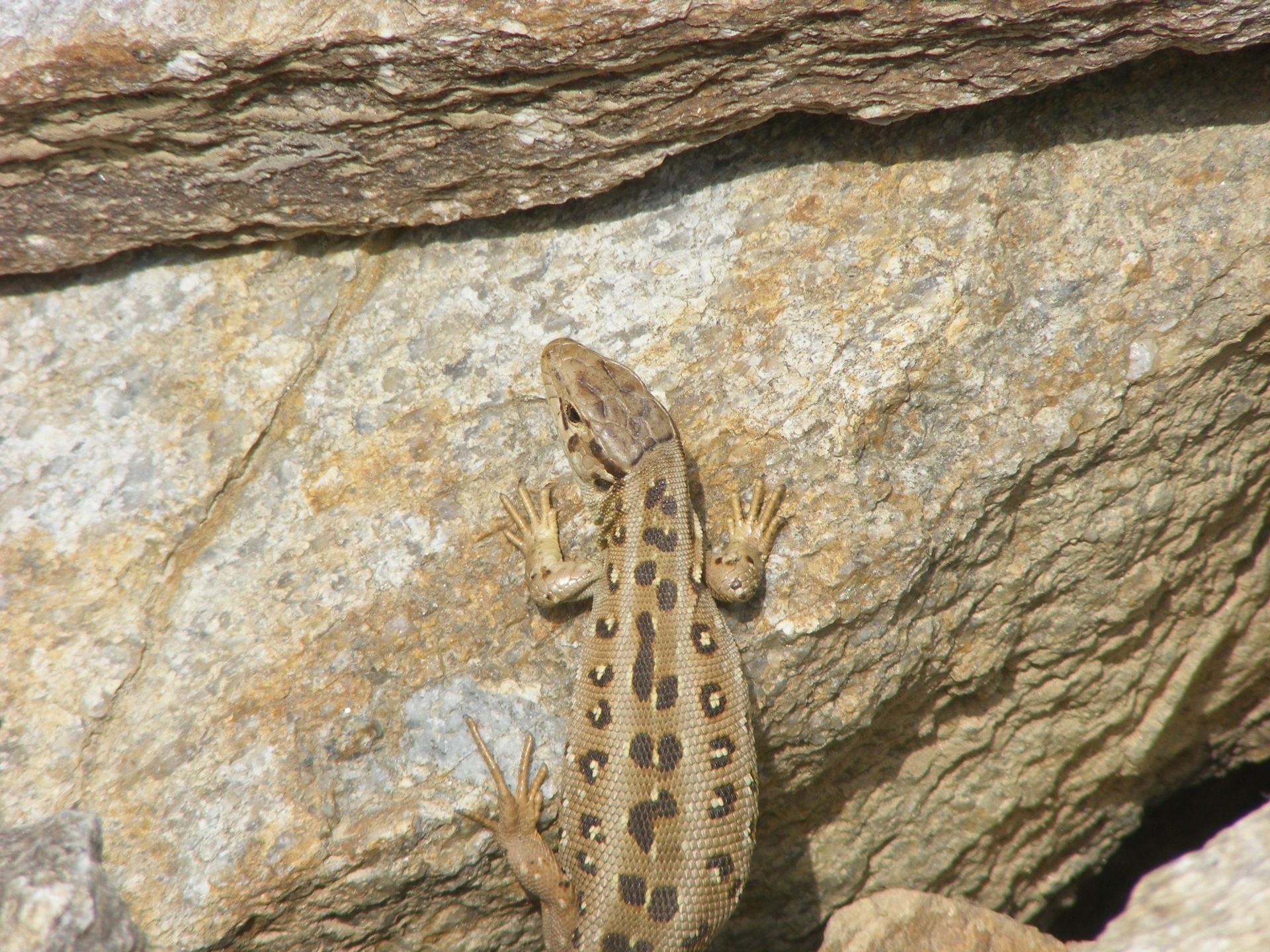 brown and beige lizard