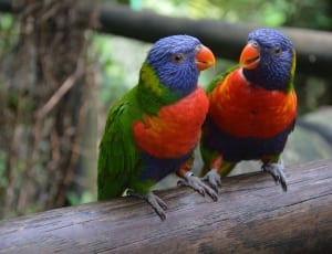 purple green and orange birds thumbnail
