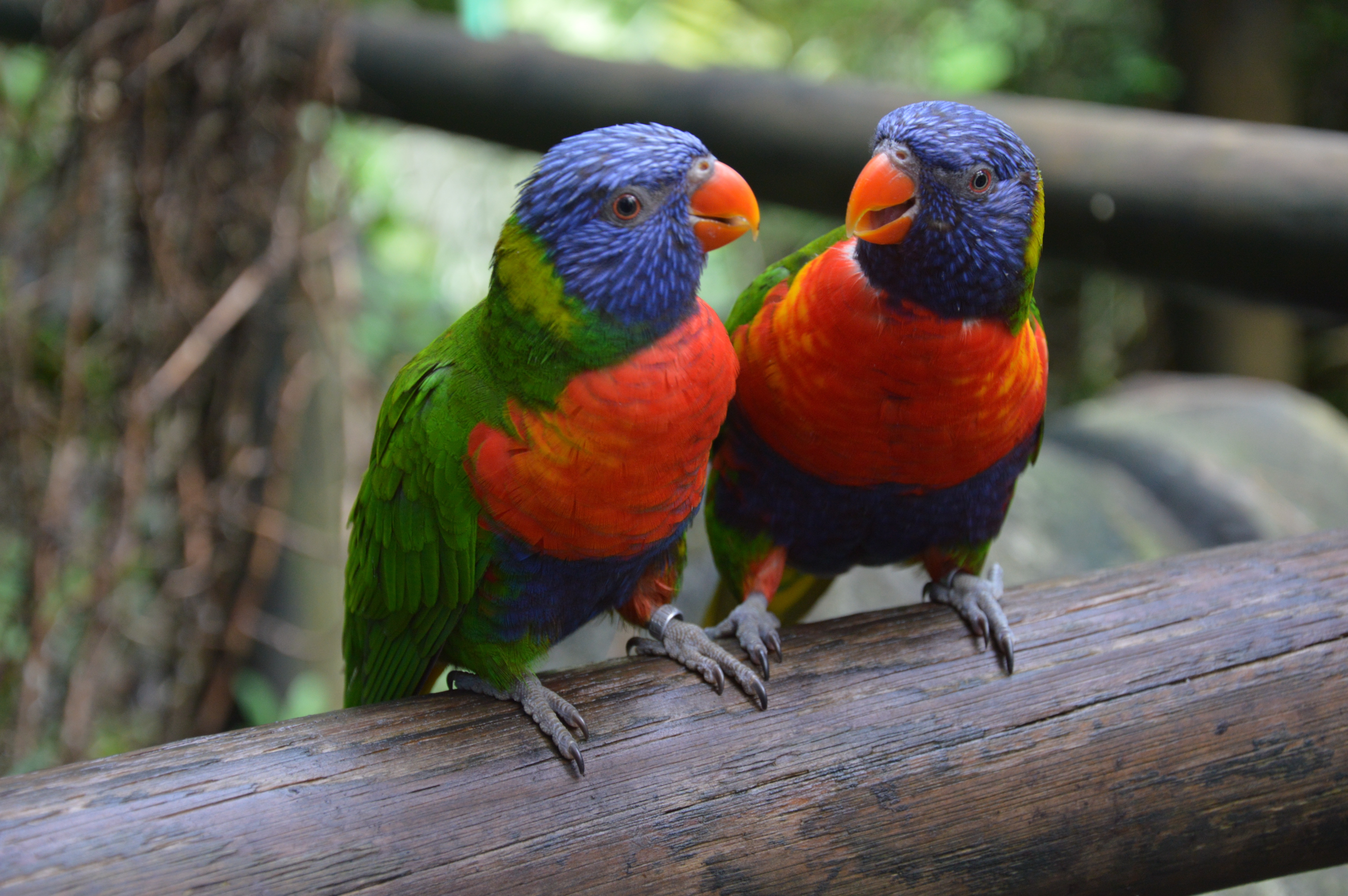 purple green and orange birds