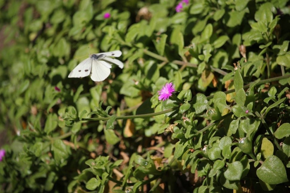 small cabbage white preview