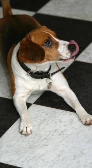 tricolor beagle thumbnail