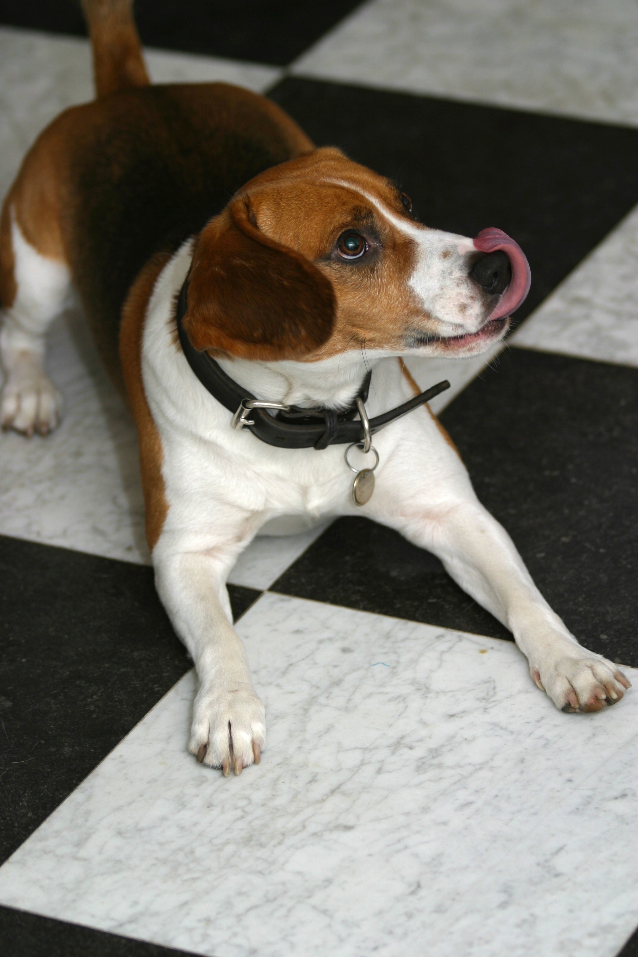 tricolor beagle