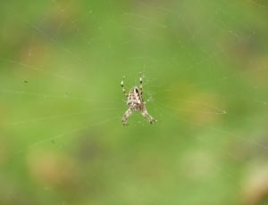 white and brown spider thumbnail
