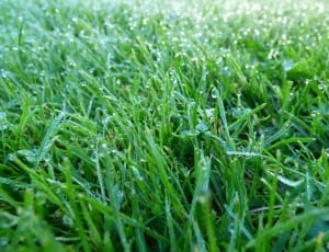 green grass thumbnail