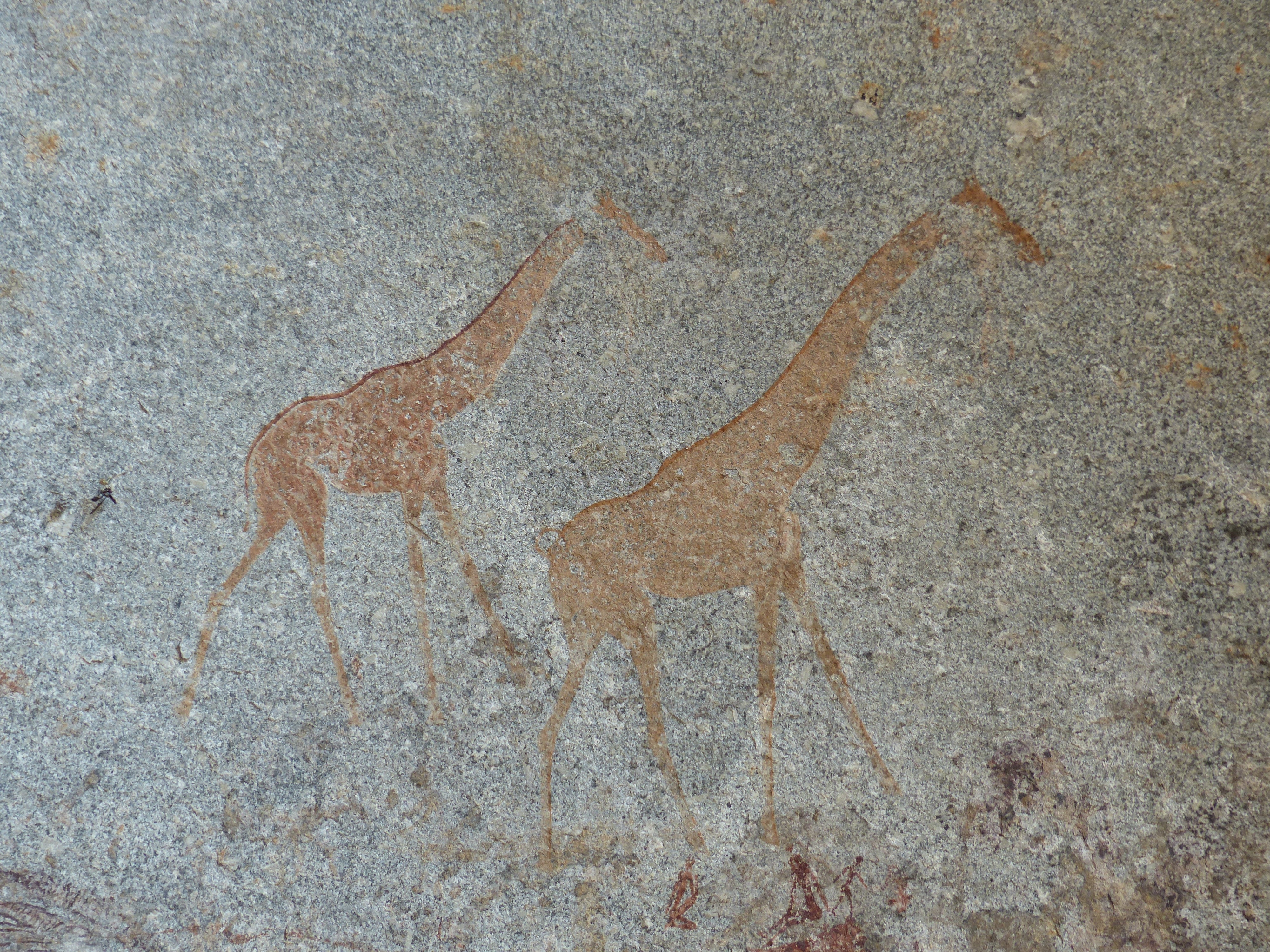 2 brown giraffe  illustration