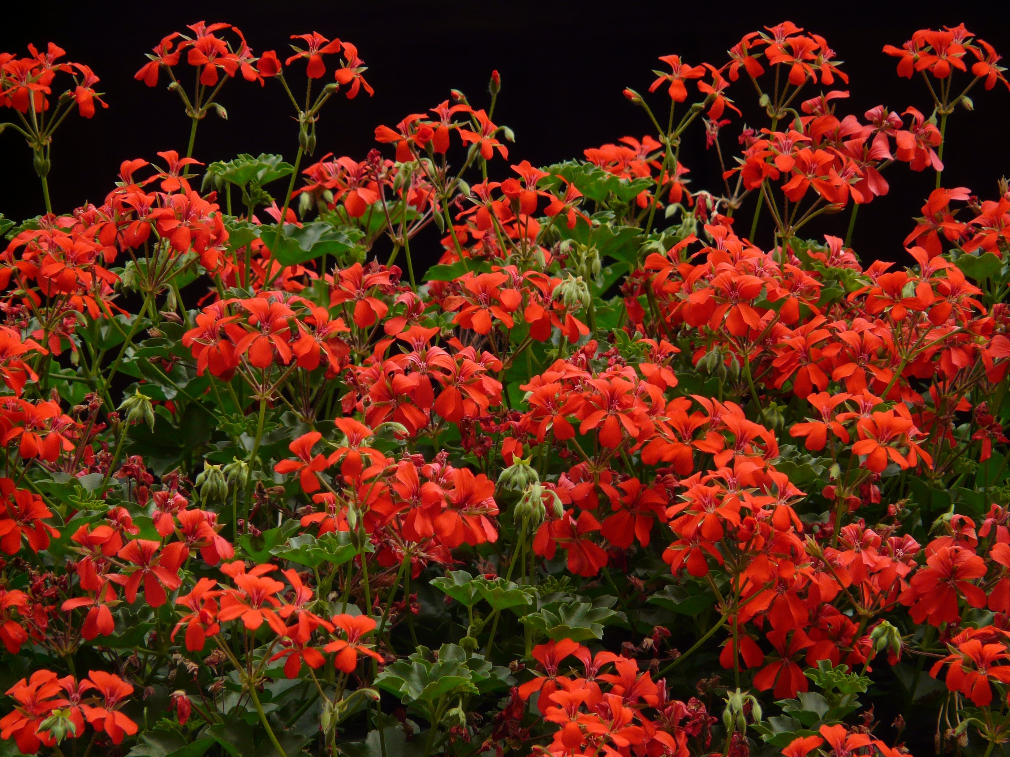 red petal flower