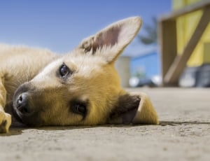 brown puppy laying on ground during daytime thumbnail