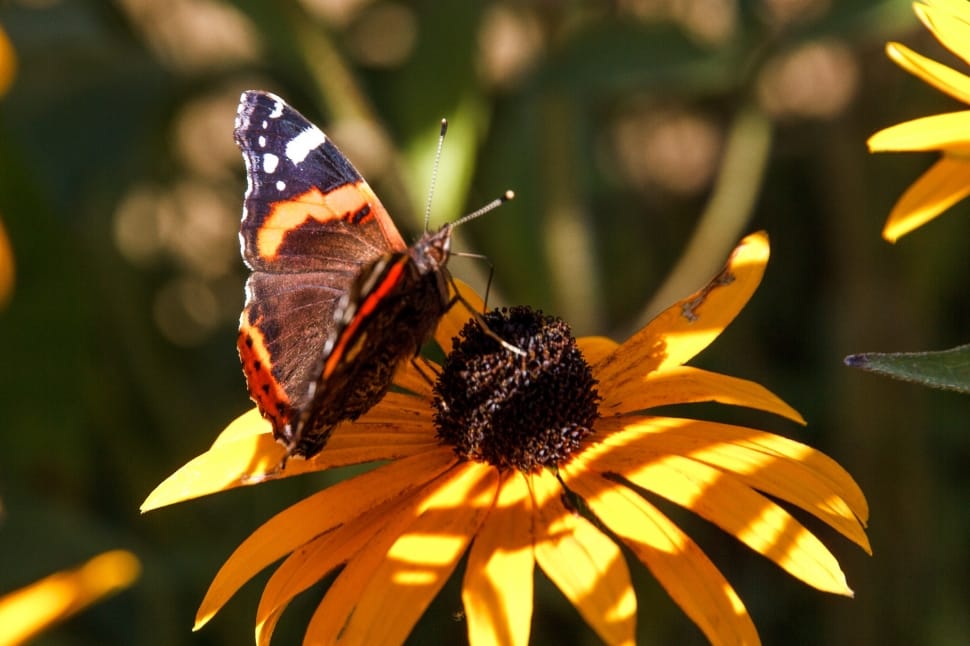 black, orange and brown butterfly on sunflower in bloom preview