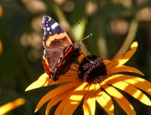 black, orange and brown butterfly on sunflower in bloom thumbnail