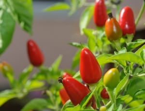 red and green belle pepper thumbnail