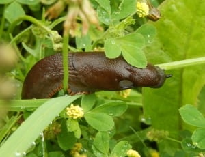 brown slug thumbnail