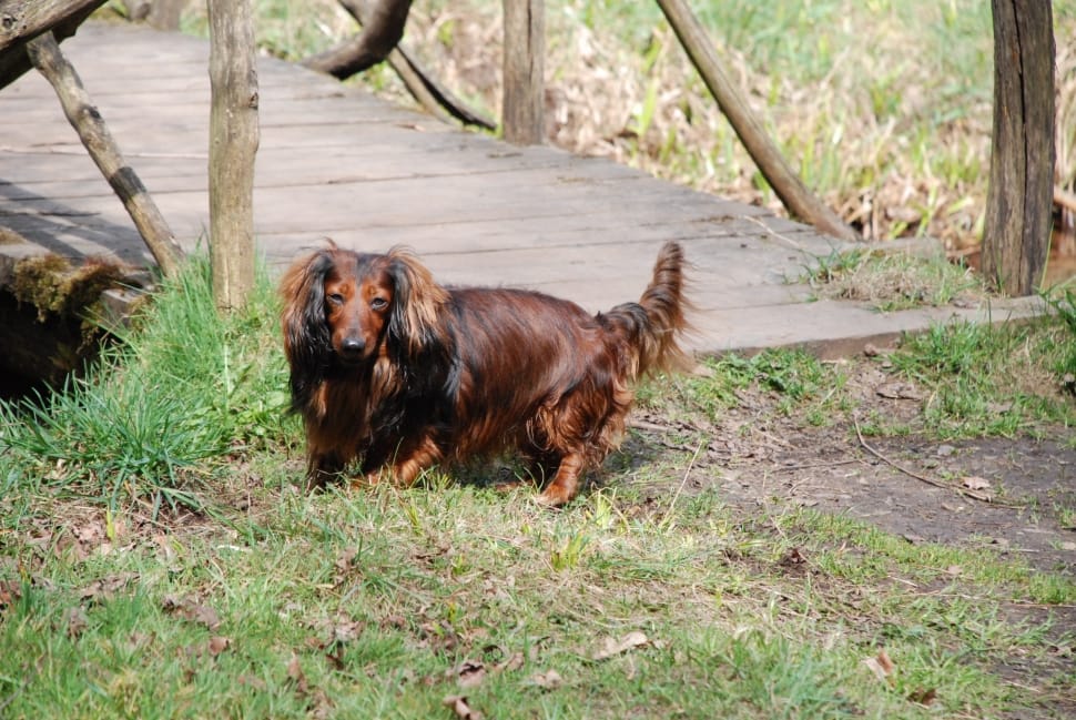 brown and black long coated medium size dig preview
