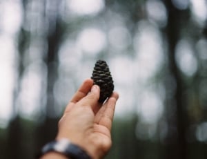 close up photo of pine cone thumbnail