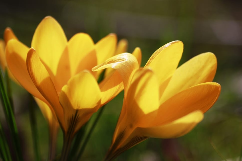 yellow crocus flowers preview