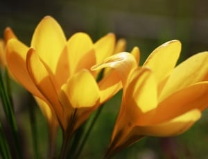 yellow crocus flowers thumbnail