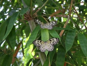 two black and yellow butterflies thumbnail