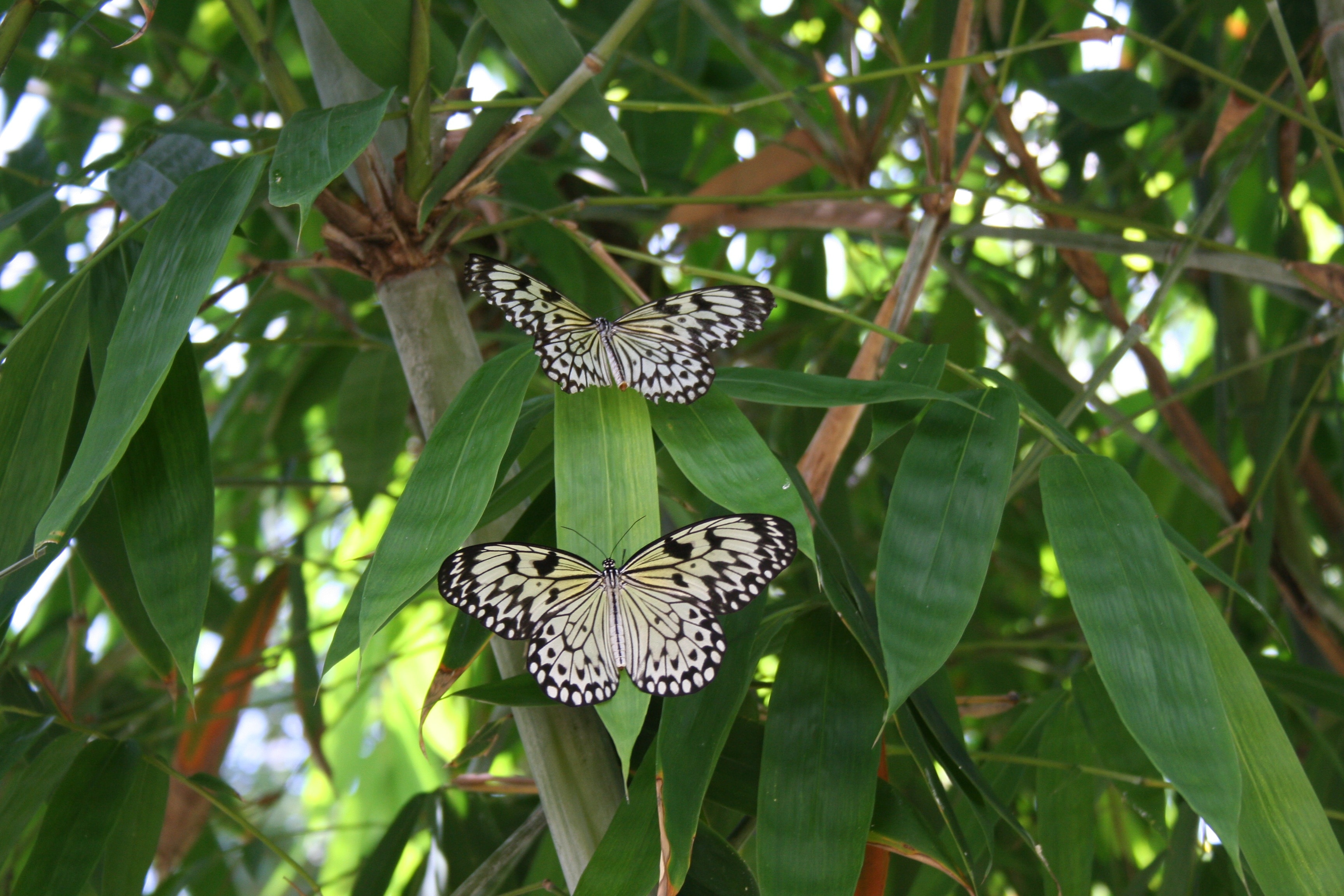 two black and yellow butterflies